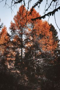 Preview wallpaper trees, pines, conifer, brown, nature