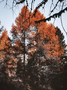 Preview wallpaper trees, pines, conifer, brown, nature