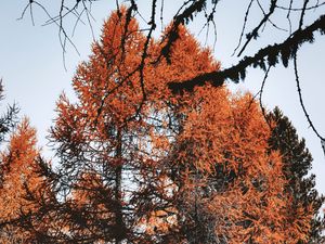 Preview wallpaper trees, pines, conifer, brown, nature