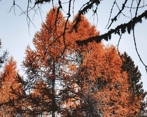 Preview wallpaper trees, pines, conifer, brown, nature