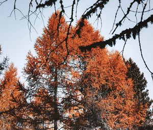 Preview wallpaper trees, pines, conifer, brown, nature