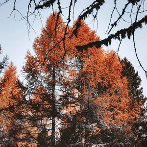 Preview wallpaper trees, pines, conifer, brown, nature