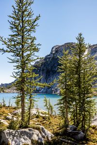 Preview wallpaper trees, pines, lake, mountain, nature