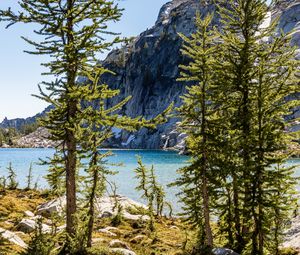 Preview wallpaper trees, pines, lake, mountain, nature