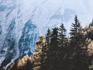 Preview wallpaper trees, pines, mountains, light, nature