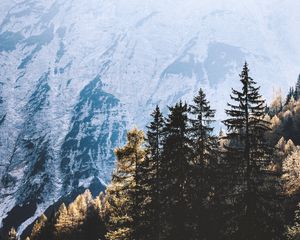 Preview wallpaper trees, pines, mountains, light, nature