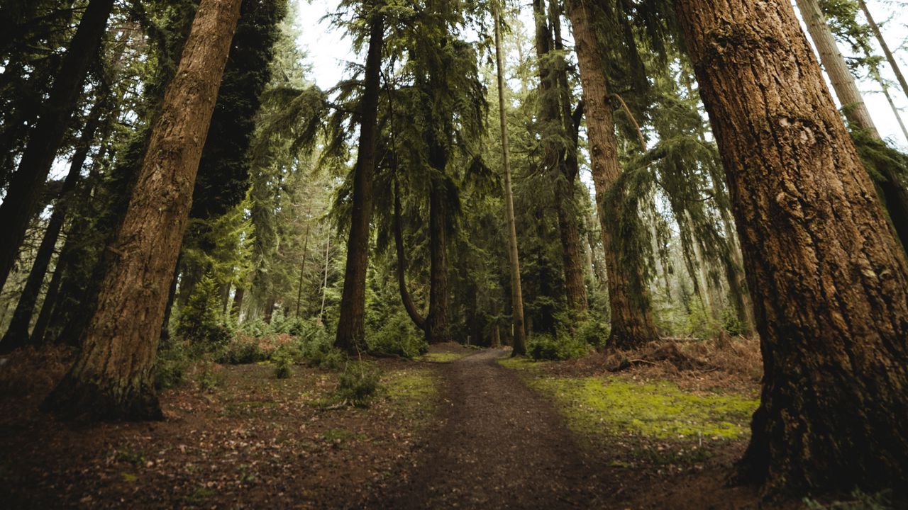 Wallpaper trees, pines, path, nature