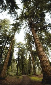 Preview wallpaper trees, pines, path, nature