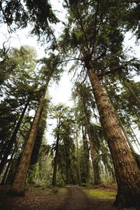 Preview wallpaper trees, pines, path, nature