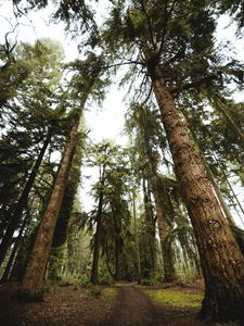 Preview wallpaper trees, pines, path, nature