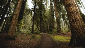 Preview wallpaper trees, pines, path, nature