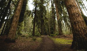 Preview wallpaper trees, pines, path, nature