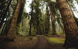 Preview wallpaper trees, pines, path, nature