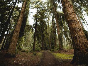 Preview wallpaper trees, pines, path, nature