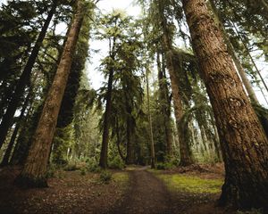 Preview wallpaper trees, pines, path, nature