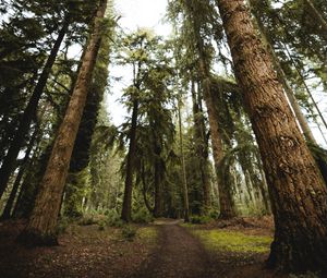 Preview wallpaper trees, pines, path, nature