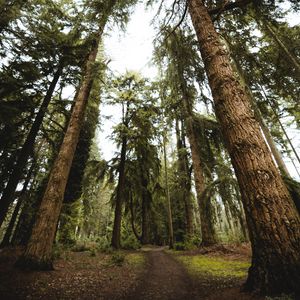 Preview wallpaper trees, pines, path, nature