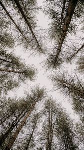 Preview wallpaper trees, pines, sky, bottom view