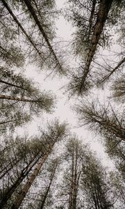 Preview wallpaper trees, pines, sky, bottom view