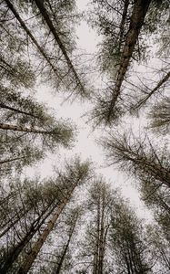 Preview wallpaper trees, pines, sky, bottom view