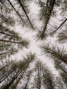 Preview wallpaper trees, pines, sky, bottom view