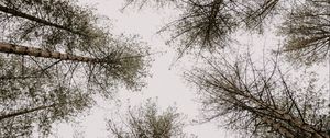 Preview wallpaper trees, pines, sky, bottom view