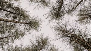 Preview wallpaper trees, pines, sky, bottom view