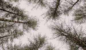 Preview wallpaper trees, pines, sky, bottom view