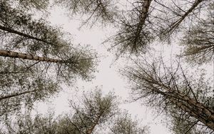 Preview wallpaper trees, pines, sky, bottom view