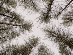 Preview wallpaper trees, pines, sky, bottom view