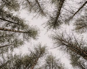 Preview wallpaper trees, pines, sky, bottom view