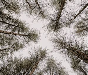 Preview wallpaper trees, pines, sky, bottom view