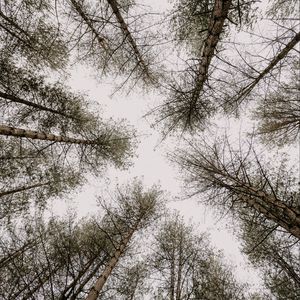 Preview wallpaper trees, pines, sky, bottom view