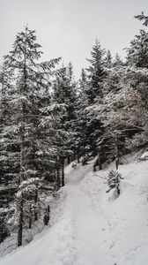 Preview wallpaper trees, pines, snow, slope, winter