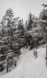 Preview wallpaper trees, pines, snow, slope, winter