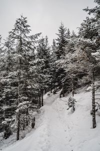 Preview wallpaper trees, pines, snow, slope, winter