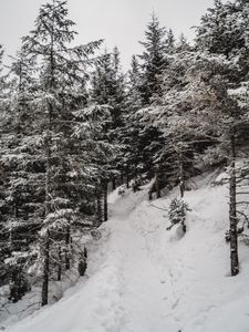 Preview wallpaper trees, pines, snow, slope, winter