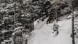 Preview wallpaper trees, pines, snow, slope, winter