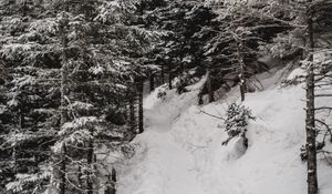 Preview wallpaper trees, pines, snow, slope, winter