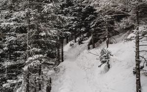 Preview wallpaper trees, pines, snow, slope, winter