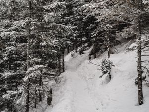 Preview wallpaper trees, pines, snow, slope, winter