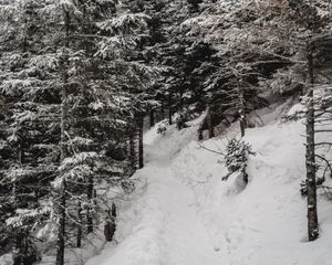 Preview wallpaper trees, pines, snow, slope, winter