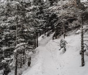 Preview wallpaper trees, pines, snow, slope, winter