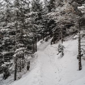 Preview wallpaper trees, pines, snow, slope, winter