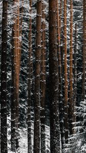 Preview wallpaper trees, pines, snow, forest, winter