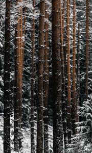 Preview wallpaper trees, pines, snow, forest, winter