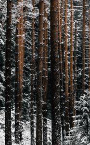 Preview wallpaper trees, pines, snow, forest, winter