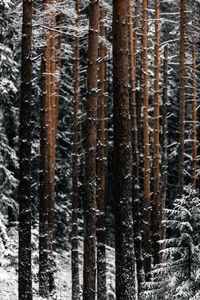 Preview wallpaper trees, pines, snow, forest, winter