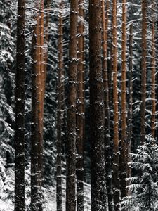 Preview wallpaper trees, pines, snow, forest, winter