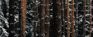 Preview wallpaper trees, pines, snow, forest, winter